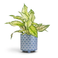 Aglaonema Kiwi - Chinese Evergreen -Hortology Shop Aglaonema Kiwi Chinese Evergreen 12x30cm Bilbao Plant Pot Heritage Blue 14x14cm 8df0543d 926b 45d3 a600 a2c0065fc4cd