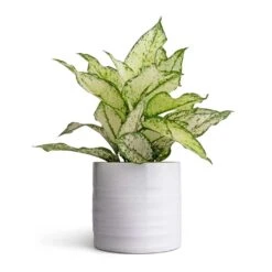 Hadleigh Plant Pot - White -Hortology Shop Aglaonema Kiwi Chinese Evergreen 12x30cm Hadleigh Plant Pot White 14x13cm d7e65c5d 2647 419a ae12 c34393535fb8