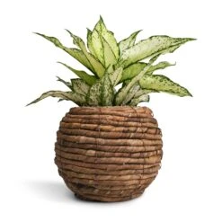 Aglaonema Kiwi - Chinese Evergreen -Hortology Shop Aglaonema Kiwi Chinese Evergreen 12x30cm Lida Plant Basket Natural 21x17cm