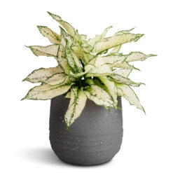 Aglaonema Kiwi - Chinese Evergreen -Hortology Shop Aglaonema Kiwi Chinese Evergreen 19x45cm Aurora Terrazzo Handle Plant Pot Slate 22x21cm d3a9c376 f263 4eff 894e 57f34a7e16b3