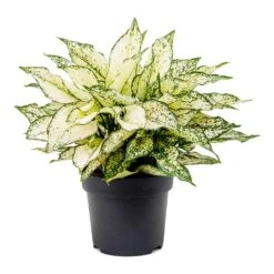 Aglaonema Kiwi - Chinese Evergreen -Hortology Shop Aglaonema Kiwi Chinese Evergreen
