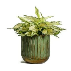 Aglaonema Kiwi - Chinese Evergreen -Hortology Shop Aglaonema Kiwi Chinese Evergreen Caro Metal Plant Pots Set of 6 Copper Green