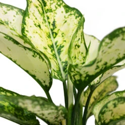 Aglaonema Kiwi - Chinese Evergreen -Hortology Shop Aglaonema Kiwi Chinese Evergreen Close Up