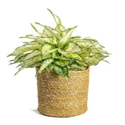 Aglaonema Kiwi - Chinese Evergreen -Hortology Shop Aglaonema Kiwi Chinese Evergreen Stef Plant Baskets Set of 5 Natural