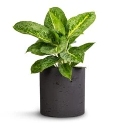 Aglaonema Lemon Mint - Chinese Evergreen
