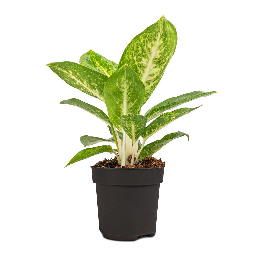 Aglaonema Lemon Mint - Chinese Evergreen 3 Aglaonema Lemon Mint - Chinese Evergreen - Image 3