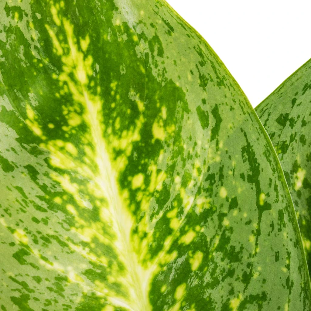 Aglaonema Lemon Mint - Chinese Evergreen 2 Aglaonema Lemon Mint - Chinese Evergreen - Image 2