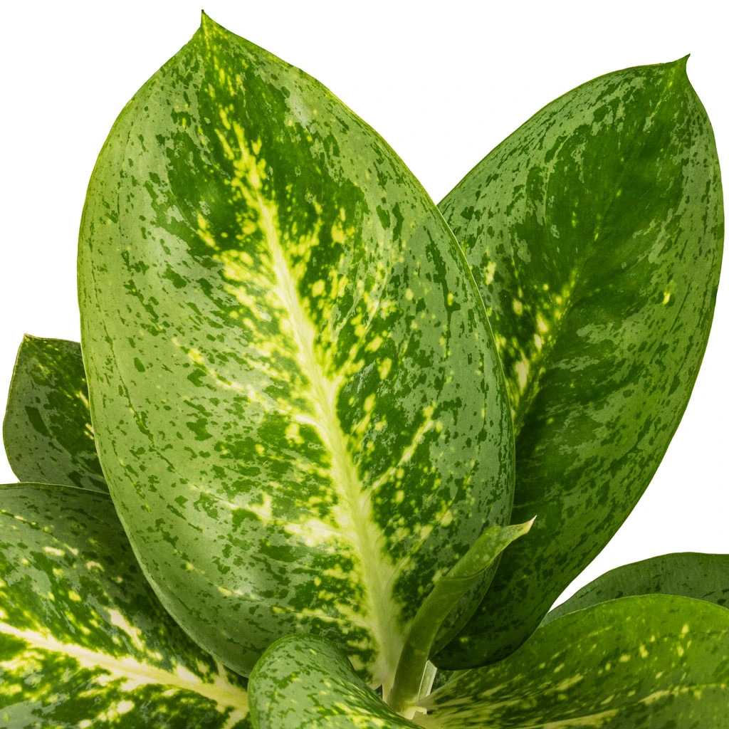 Aglaonema Lemon Mint - Chinese Evergreen 4 Aglaonema Lemon Mint - Chinese Evergreen - Image 4