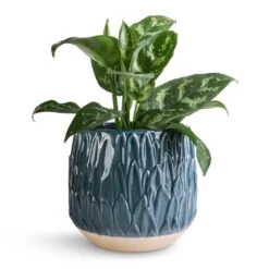 Arles Leaf Plant Pot - Teal -Hortology Shop Aglaonema Maria Chinese Evergreen 14x30cm Arles Leaf Plant Pot Teal 17x17cm 643a6b17 5788 437a a90e d34410037c32