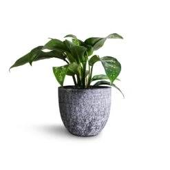 Aglaonema Maria - Chinese Evergreen -Hortology Shop Aglaonema Maria Chinese Evergreen 14x30cm Cas Plant Pot Anthracite 17x15cm