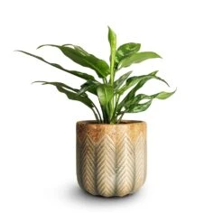 Aglaonema Maria - Chinese Evergreen -Hortology Shop Aglaonema Maria Chinese Evergreen 14x30cm Cecil Plant Pot Taupe 18x17cm emma