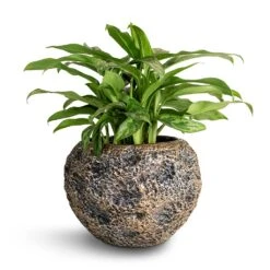Aglaonema Maria - Chinese Evergreen -Hortology Shop Aglaonema Maria Chinese Evergreen 17x50cm Luxe Lite Moon Globe Planter Bronze 28x20cm 22870578 9e06 49ea 9ba6 9c06c4197501