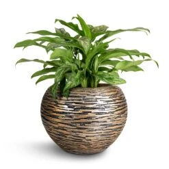 Luxe Lite Wrinkle Globe Planter - Bronze -Hortology Shop Aglaonema Maria Chinese Evergreen 17x50cm Luxe Lite Wrinkle Globe Planter Bronze 28x20cm
