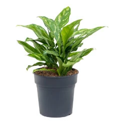 Aglaonema Maria - Chinese Evergreen -Hortology Shop Aglaonema Maria Chinese Evergreen 19cm