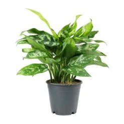 Aglaonema Maria - Chinese Evergreen -Hortology Shop Aglaonema Maria Chinese Evergreen