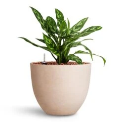 Aglaonema Maria - Chinese Evergreen - HydroCare -Hortology Shop Aglaonema Maria Chinese Evergreen HydroCare Coral Refined Planter Natural White