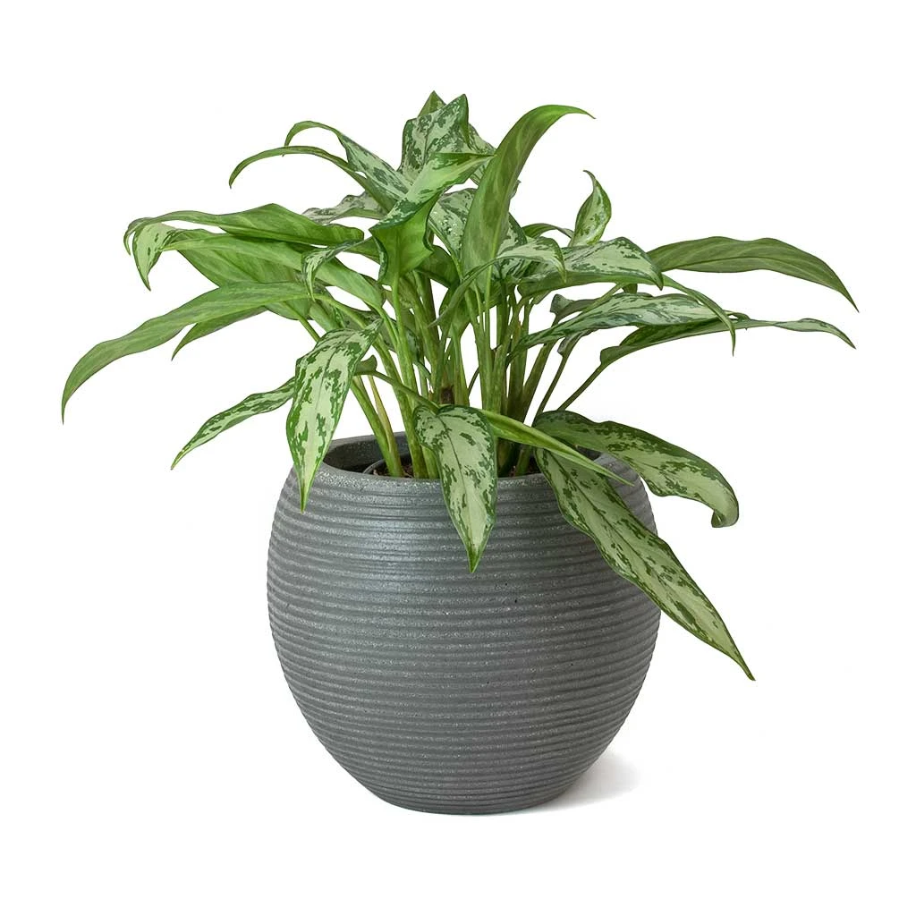 Abby Ball Plant Pot - Ridged Dark Grey 4 Abby Ball Plant Pot - Ridged Dark Grey - Image 4