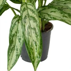 Aglaonema Silver Queen - Chinese Evergreen -Hortology Shop Aglaonema Maria Christina Chinese Evergreen Leaves c04985fe 7cb4 4cfa 9b01 6687d27c6cd6