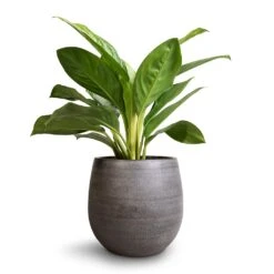 Esra Plant Pot - Mystic Grey -Hortology Shop Aglaonema Silver Bay Chinese Evergreen 14x45cm Esra Plant Pot Mystic Grey 22x20cm 45ea2873 0e76 4197 9dd2 9d857bfce2e5