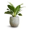 Aglaonema Silver Bay - Chinese Evergreen