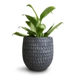 Aglaonema Silver Bay - Chinese Evergreen -Hortology Shop Aglaonema Silver Bay Chinese Evergreen 14x45cm Kinza Planter Anthracite 20x20cm