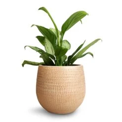 Aglaonema Silver Bay - Chinese Evergreen -Hortology Shop Aglaonema Silver Bay Chinese Evergreen 14x45cm Ryan Plant Pot Sand Gold 18x16cm