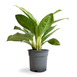 Aglaonema Silver Bay - Chinese Evergreen -Hortology Shop Aglaonema Silver Bay Chinese Evergreen 17x55cm