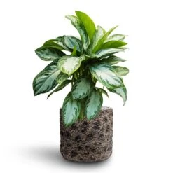 Luxe Lite Moon Cylinder Planter - Bronze -Hortology Shop Aglaonema Silver Bay Chinese Evergreen Hydroculture Luxe Lite Moon Cylinder Planter Bronze 569d32ff 0e5f 4429 aaea b322edd7caff