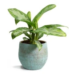 Aglaonema Silver Bay - Chinese Evergreen -Hortology Shop Aglaonema Silver Bay Chinese Evergreen Ryan Plant Pot Blue Gold