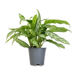 Aglaonema Silver Queen - Chinese Evergreen -Hortology Shop Aglaonema Silver Queen Chinese Evergreen 14x40cm 2