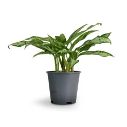 Aglaonema Silver Queen - Chinese Evergreen -Hortology Shop Aglaonema Silver Queen Chinese Evergreen 14x40cm