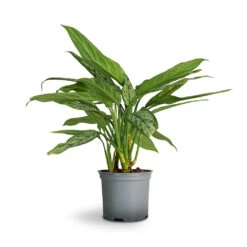 Aglaonema Silver Queen - Chinese Evergreen -Hortology Shop Aglaonema Silver Queen Chinese Evergreen 17x60cm 1