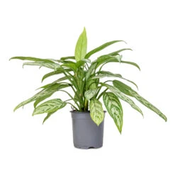 Aglaonema Silver Queen - Chinese Evergreen -Hortology Shop Aglaonema Silver Queen Chinese Evergreen 17x60cm 2