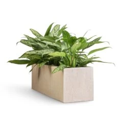 Aglaonema Silver Queen - Chinese Evergreen -Hortology Shop Aglaonema Silver Queen Chinese Evergreen 17x60cm Raindrop Trough Planter Stone 70x23x23cm