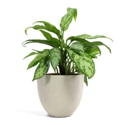 Coral Refined Planter - Natural White -Hortology Shop Aglaonema Silver Queen Chinese Evergreen Coral Refined Planter Natural White