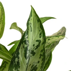 Aglaonema Silver Queen - Chinese Evergreen -Hortology Shop Aglaonema Silver Queen Chinese Evergreen DETAIL