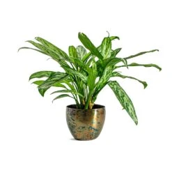 Aglaonema Silver Queen - Chinese Evergreen -Hortology Shop Aglaonema Silver Queen Chinese Evergreen Kian Metal Plant Pots Set of 3 Sky Burn