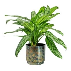 Aglaonema Silver Queen - Chinese Evergreen -Hortology Shop Aglaonema Silver Queen Chinese Evergreen Minou Metal Plant Pots Set of 3 Copper Black 2270f6d5 85b6 47c5 aa39 f3c9be0ac8a5