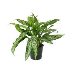 Aglaonema Silver Queen - Chinese Evergreen -Hortology Shop Aglaonema Silver Queen Chinese Evergreen Small