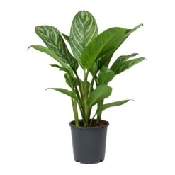 Aglaonema Stripes - Chinese Evergreen 19 Aglaonema Stripes - Chinese Evergreen -Hortology Shop Aglaonema Stripes Chinese Evergreen 1