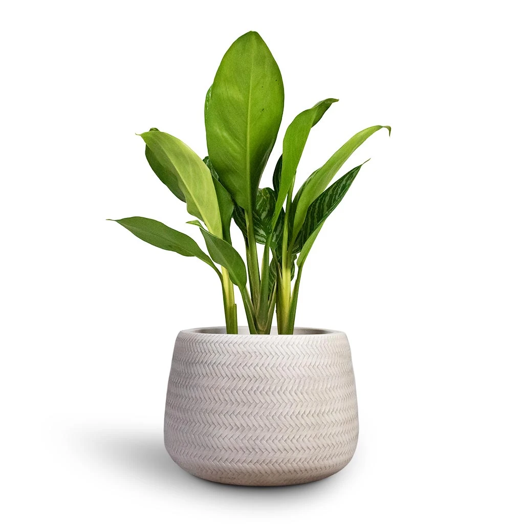 Angle Darcy Plant Pot - White 2 Angle Darcy Plant Pot - White - Image 2