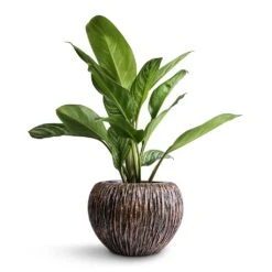 Aglaonema Stripes - Chinese Evergreen 15 Aglaonema Stripes - Chinese Evergreen -Hortology Shop Aglaonema Stripes Chinese Evergreen 17x55cm Luxe Lite Waterfall Globe Planter Bronze 28x20cm 68daeea9 fd5d 4454 a074 917f01c32d8d