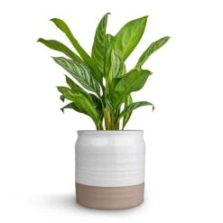 Puro Ripple Plant Pot - White -Hortology Shop Aglaonema Stripes Chinese Evergreen 17x55cm Puro Ripple Plant Pot White 21x19cm
