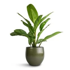 Aglaonema Stripes - Chinese Evergreen 21 Aglaonema Stripes - Chinese Evergreen -Hortology Shop Aglaonema Stripes Chinese Evergreen 17x55cm Zembla Plant Pot Green 22x20cm
