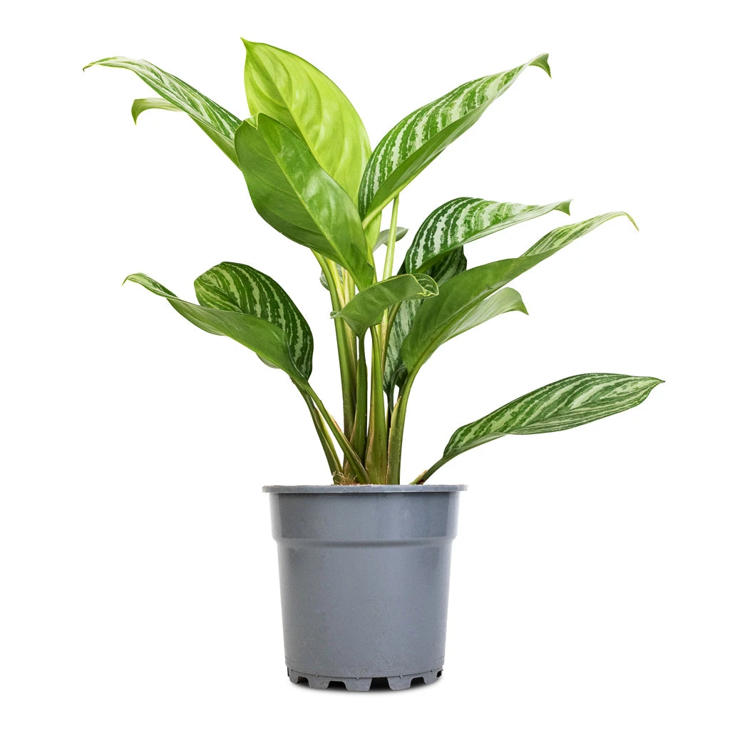 Aglaonema Stripes - Chinese Evergreen 3 Aglaonema Stripes - Chinese Evergreen - Image 3