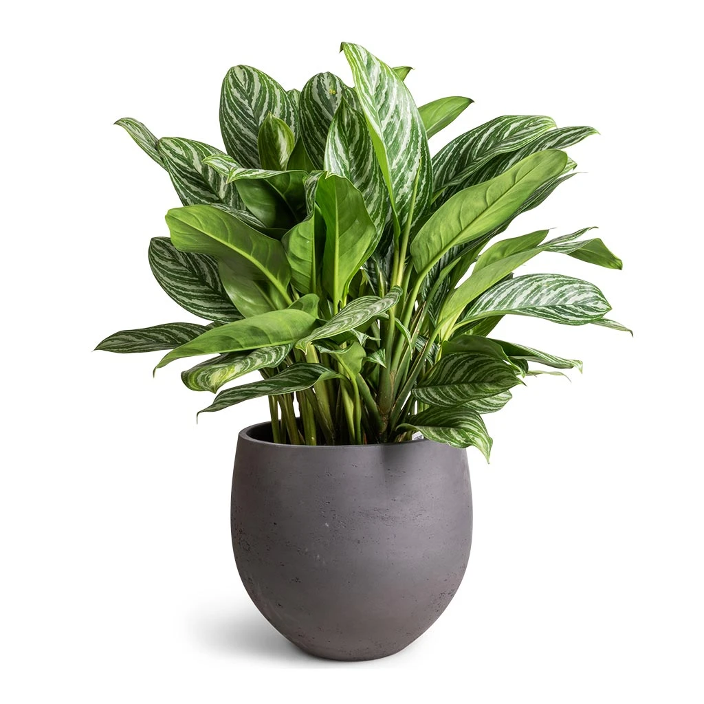 Aglaonema Stripes - Chinese Evergreen 1 Aglaonema Stripes - Chinese Evergreen