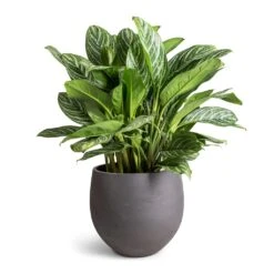 Mini Orb Kevan Plant Pot - Black Washed -Hortology Shop Aglaonema Stripes Chinese Evergreen 30x80cm Mini Orb Kevan Plant Pot Black Washed 39x35cm fae8348e e067 44c4 a8e0 73ac5d9ecf65