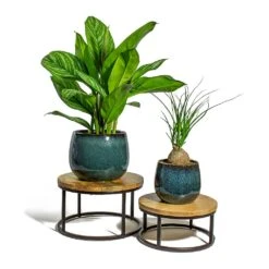 Beaucarnea - Pony Tail Palm - Orb -Hortology Shop Aglaonema Stripes Chinese Evergreen Beaucarnea Pony Tail Palm Orb odile petrol plant pot lois stand 92954cdc 0cbb 4fd7 a541 418c714eaf25