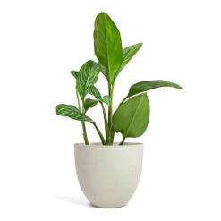 Coral Refined Planter - Natural White -Hortology Shop Aglaonema Stripes Chinese Evergreen Coral Refined Planter Natural White