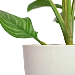Hortology Shop -Hortology Shop Aglaonema Stripes Chinese Evergreen Coral Refined Planter Natural White Close Up